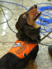 オレンジ色のチョッキも可愛い救助犬:a disaster resucue dog