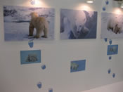 リサさんの白熊写真:Polar bears forced into life-threatening environments 
